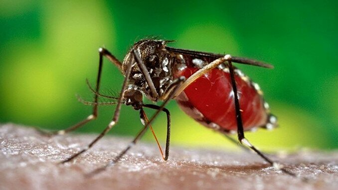 বাংলাদেশে জিকা ভাইরাসে আক্রান্ত ব্যক্তি শনাক্ত