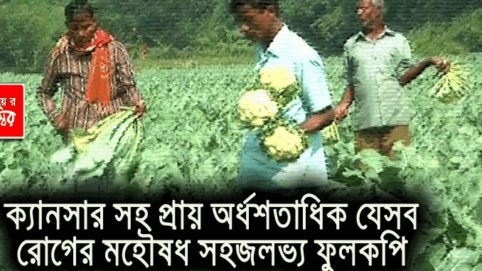 ক্যানসার সহ প্রায় অর্ধশতাধিক যেসব রোগের মহৌষধ সহজলভ্য ফুলকপি