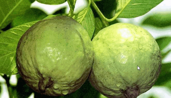 প্রকৃতির ওষুধ পেয়ারা