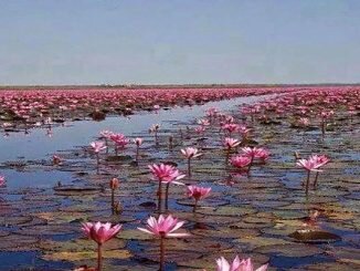 বাংলাদেশের সাংস্কৃতিক রাজধানী কুষ্টিয়া জেলা সম্পর্কে জানুন!