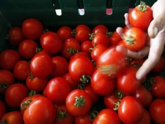 পাকা টমেটো দিয়ে তৈরি করুন মজাদার ৮ রকম রেসিপি