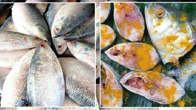 মজাদার ইলিশ মাছ বছরজুড়ে সংরক্ষণের সঠিক উপায় জেনে নিন