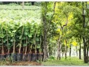 পৃথিবীর সবচাইতে দামি গাছ , ১ কাঠা জমিতে চাষ করলেই হয়ে যাবেন কোটিপতি!